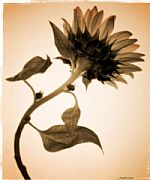 Sunflower #2 by Artist Joseph Gerges