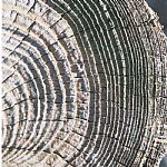 ice log by Artist Hanneke Robson