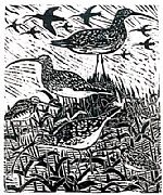 Curlews and snipe by Artist Paul Bloomer
