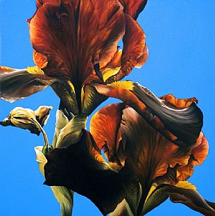 Red Iris