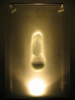 Willy by Artist Nicky Bray