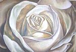 white rose by Artist Rachel Pearce