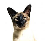 portrait 12  by Artist Kate Potter 