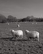 Two Sheep in Kent by Artist Clive Sherlock