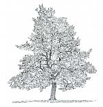 Scots Pine by Artist David Harker