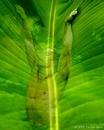 "Spirit Rising" by Artist Carolyn Quan