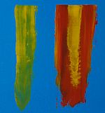 Vibrant by Artist Kathrine Dean