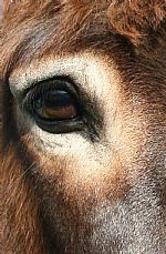 Donkey Eye by Artist Caroline Breen