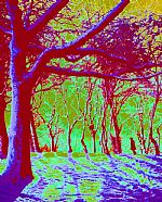 London, Snow,  Hampstead Heath by Artist Raymond Irons