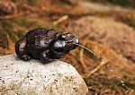 The Frog, fountain by Artist Sebastian  Grabowski