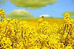 10 The yellow fields in England  by Artist PATRICK BURKE Photos