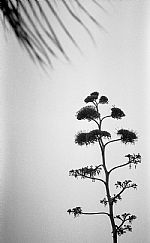 Untitled by Artist Vincentas Titas Gimzunas