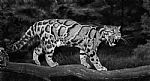 Clouded leopard warning by Artist Paul Bussell