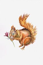 Mervyn Squirrel and flower by Artist lou davies