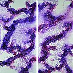 Engendering Spectra by Artist Derek K. Nielsen