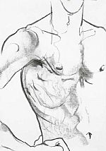male torso by Artist susan harrison
