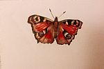 Butterfly by Artist Charlotte Keelan