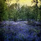 The Light of the World