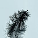 Feathers