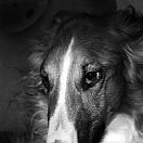 The wonderfull world of dogs